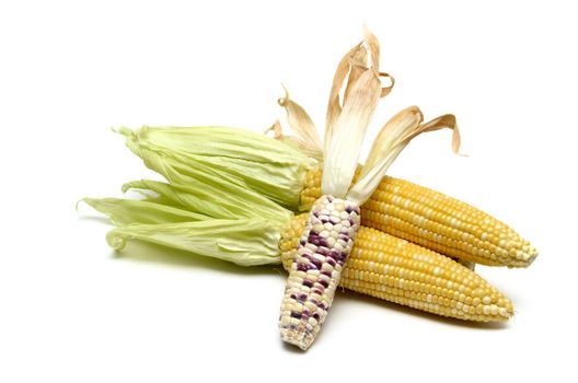 Corn isolated on white background
