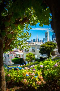 Skylines viewed through a garden in Civic Center, San Francisco, California, USA