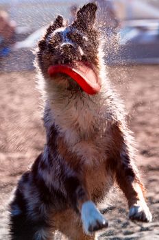 Dog playing on the beach, San Francisco Bay, San Francisco, California, USA