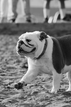 Bulldog on the beach, San Francisco Bay, San Francisco, California, USA