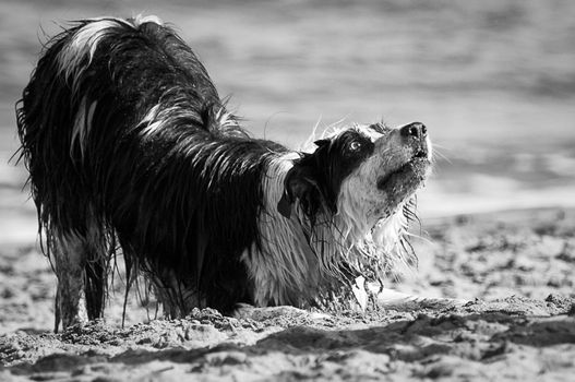 Dog on the beach, San Francisco Bay, San Francisco, California, USA