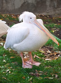 Beautiufl close-up photo of cute white pelican