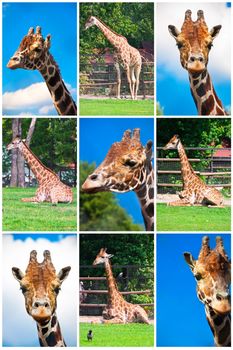 Portraits of big African giraffes in zoo