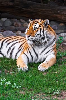 Wild and agressive Bengal tiger in zoo