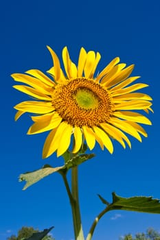 Beautiful close-up photo of big yellow sunflower