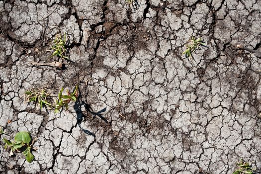 Land with dry cracked ground texture background