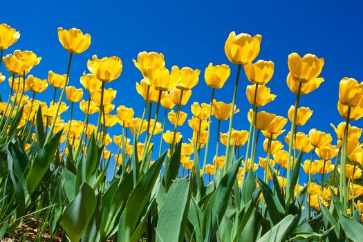 Beautiful colourful tulip flowers background in spring