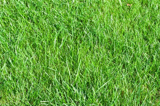 Green lush grass background under bright sunlight