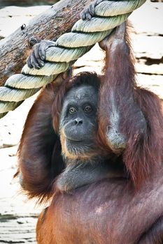 Cute photo of great ape red Bornean Orangutan