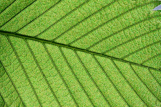 Nice macro photo of big green leaf