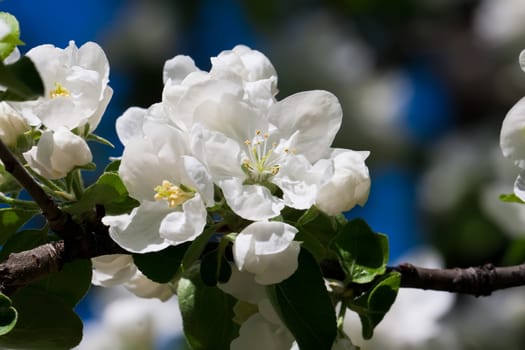 Beautiful spring blossom of apple cherry tree with white flowers