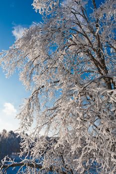 Nice photo of winter forest covered by white snow