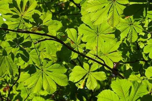 Lush green leaves background in bright sunlight