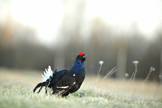 Lekking  black grouse (Lyrurus tetrix) early in the morning