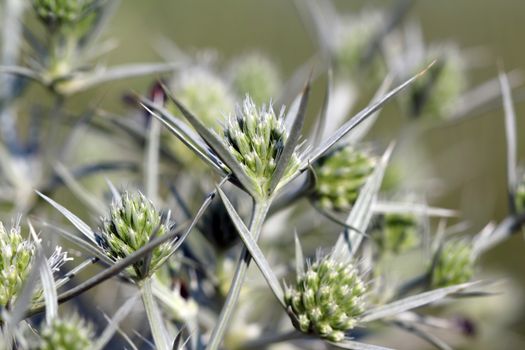 green wild flowers nature background