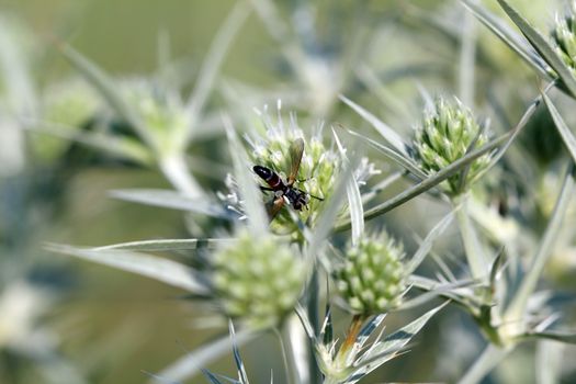 insect on plant nature background