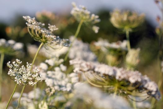 meadow detail spring season