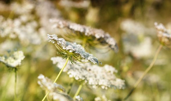 meadow spring season nature background