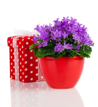 blue campanula flowers with red gift box, polka dots, on white background