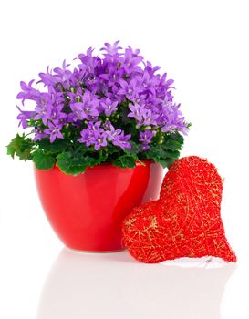 blue campanula flowers for Valentine's Day with heart, on white background
