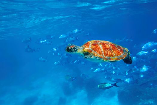 Hawksbill Sea Turtle in blue ocean at Similan Islands