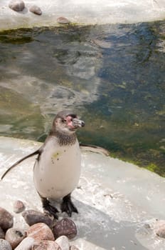 Penguin stands under the sun near the water