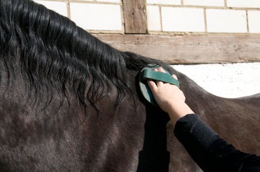 Groom cleans a horse with a brush.