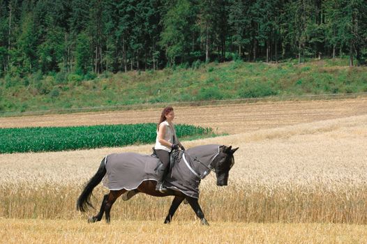 Horseback rides on the field. The horse is protected from insects with blanket-net.