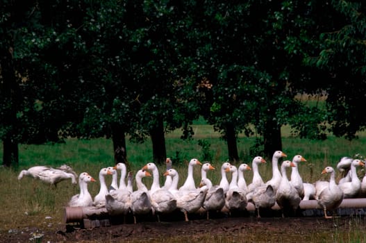 Domestic geese alert. Geese graze on pasture. 