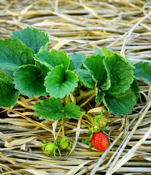 Strawberry plants in the farm, Thailand