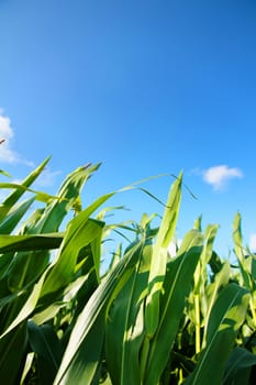 A Corn field under a blue sky.