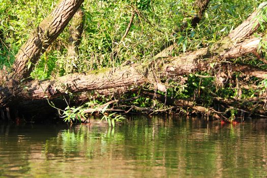 Forest river scene with trees over the water