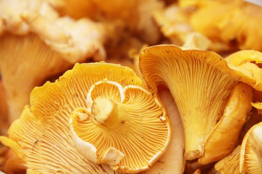Orange fresh raw chanterelle mushroom background macro close-up