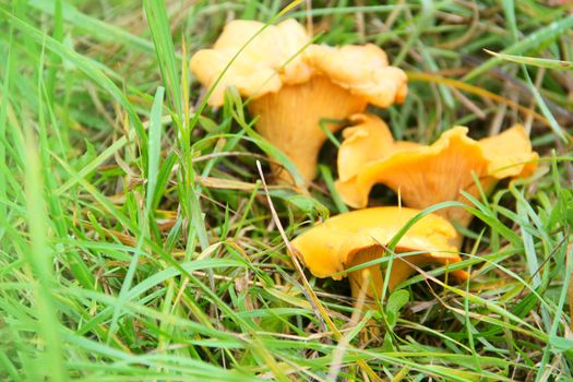 Chanterelle mushrooms growing in the grass macro close-up