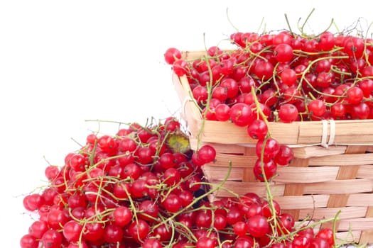 Harvested red currant berries in a small basket isolated on white background