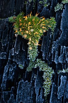 Frozen bark of a tree in hoarfrost covered with moss texture. Dark background