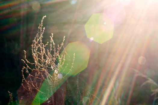 Autumn vintage background with fall retro plants. 