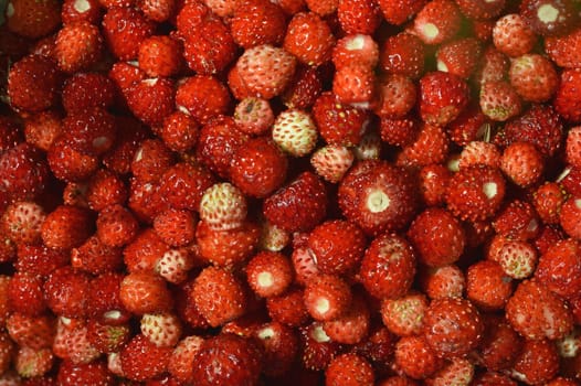 A lot of red juicy wild strawberry. Closeup of heap of ripe wild strawberries  