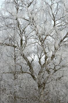 winter tree. Birch in snow at  winter