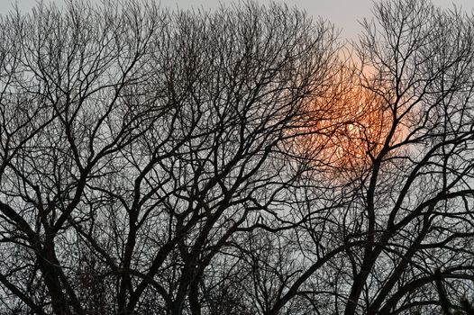 Silhouette of tree branches and sunset. 