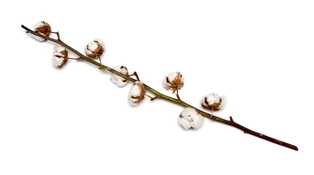 Cotton plant with bolls isolated on a white background