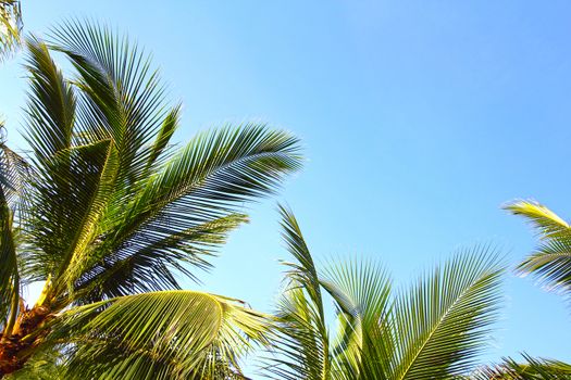 Coconuts palm trees over blue sky background with copy space