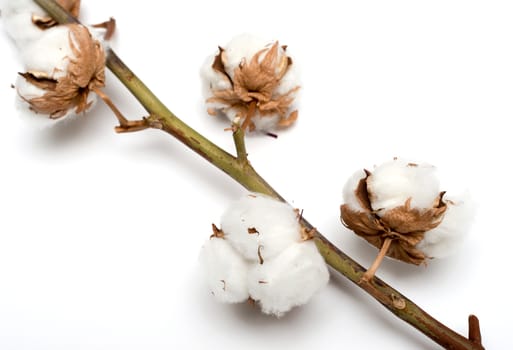 Cotton plant with bolls isolated on a white background