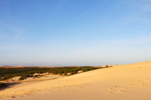 Oasis in desert landscape under bluy sky at sunny day