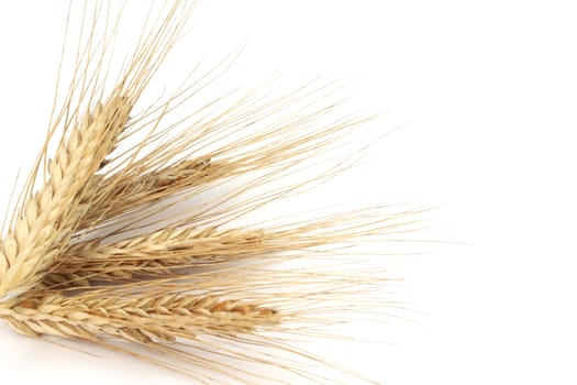 Wheat ears isolated on white background 