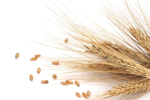 Wheat ears and grains isolated on white background 