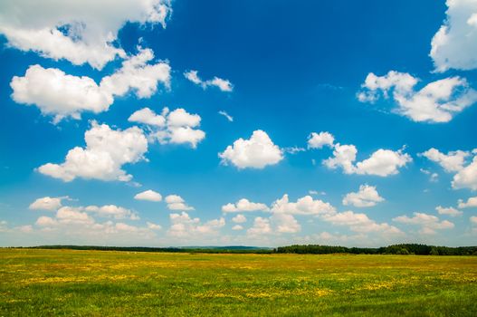 Blue cloudy sky over the green blooming field