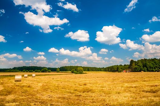 Ricks on the wheat field under blue cloudy sky