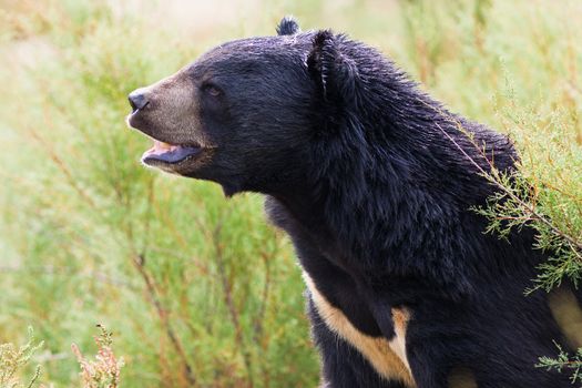 Asian Black Bear portrait in nature