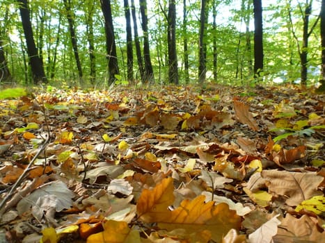 The Beauty Of Autumn: Leaves in the forest